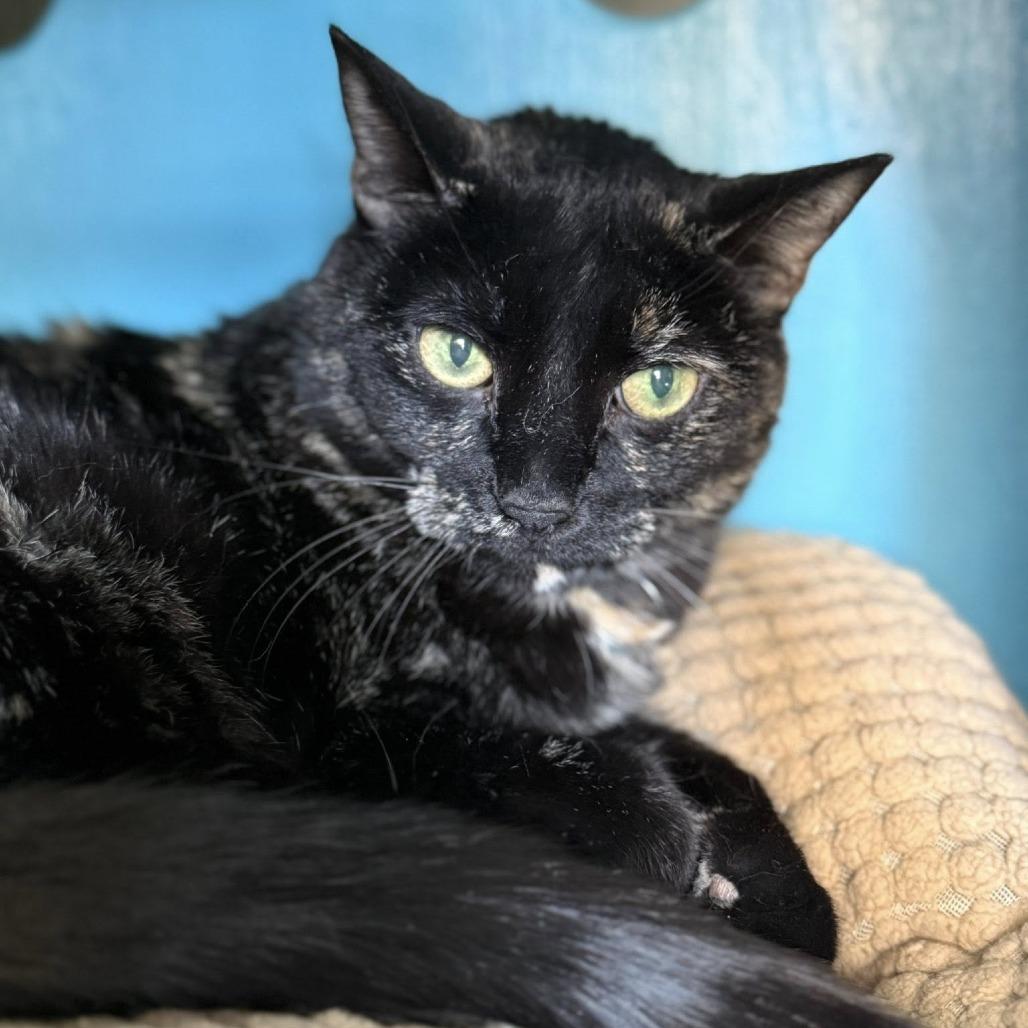 Cressida, a Adoptable Domestic Short Hair in Tucson, AZ image 2/3