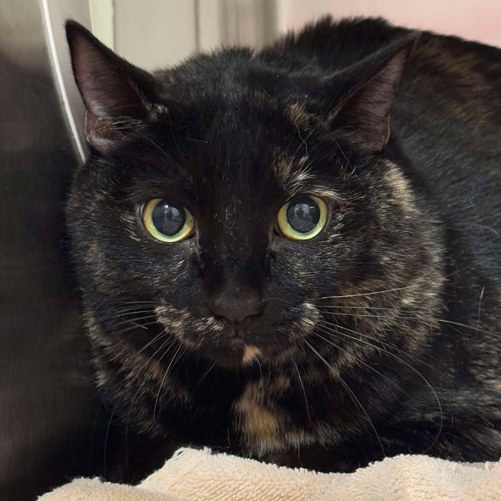 Enlarge Cressida, a Adoptable Domestic Short Hair in Tucson, AZ image 2/2