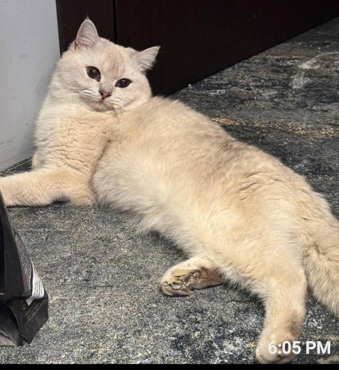 Enlarge Spencer, a Adopted British Shorthair in Snow Hill, MD image 1/3