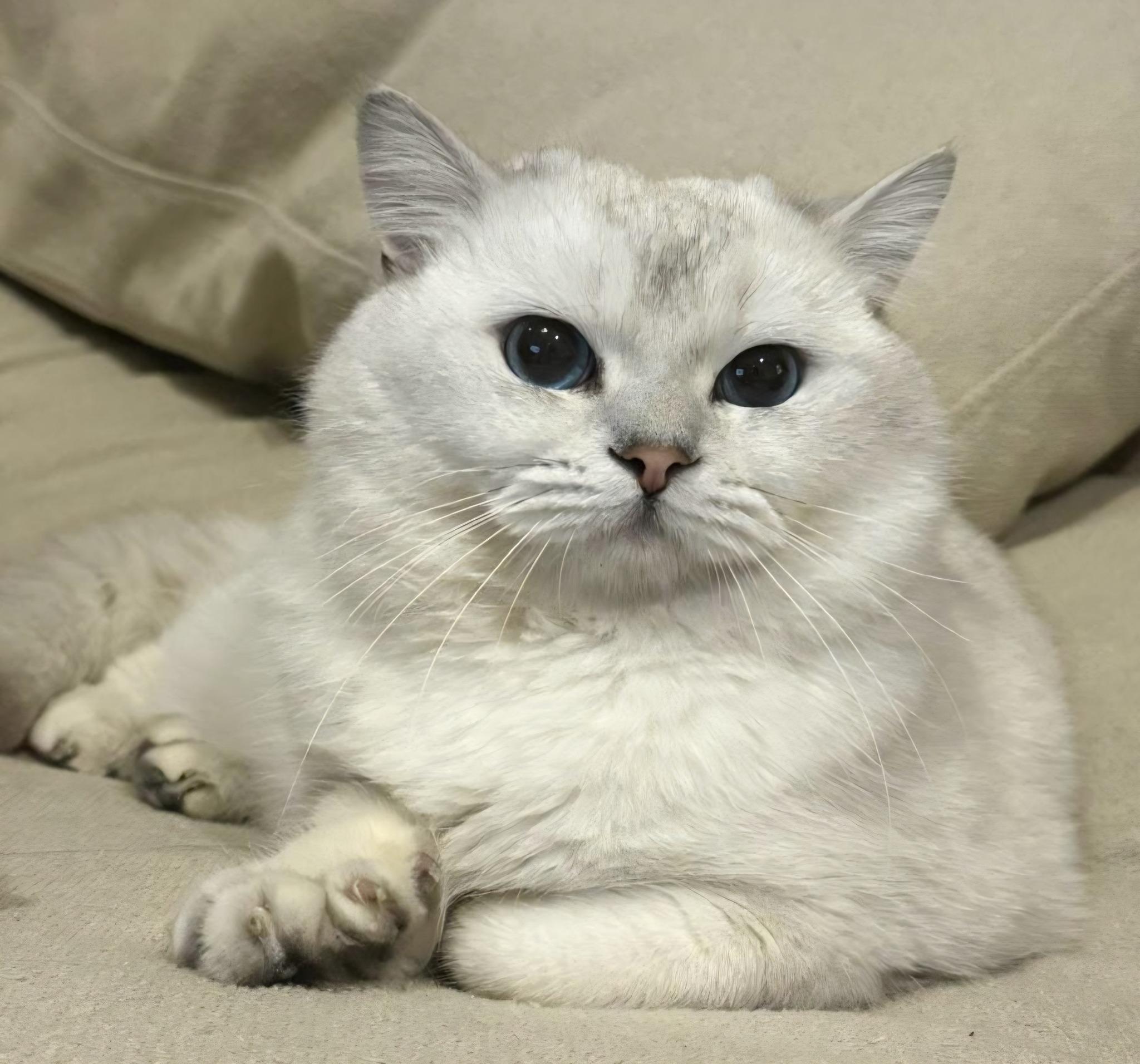 Enlarge Spencer, a Adopted British Shorthair in Snow Hill, MD image 2/3