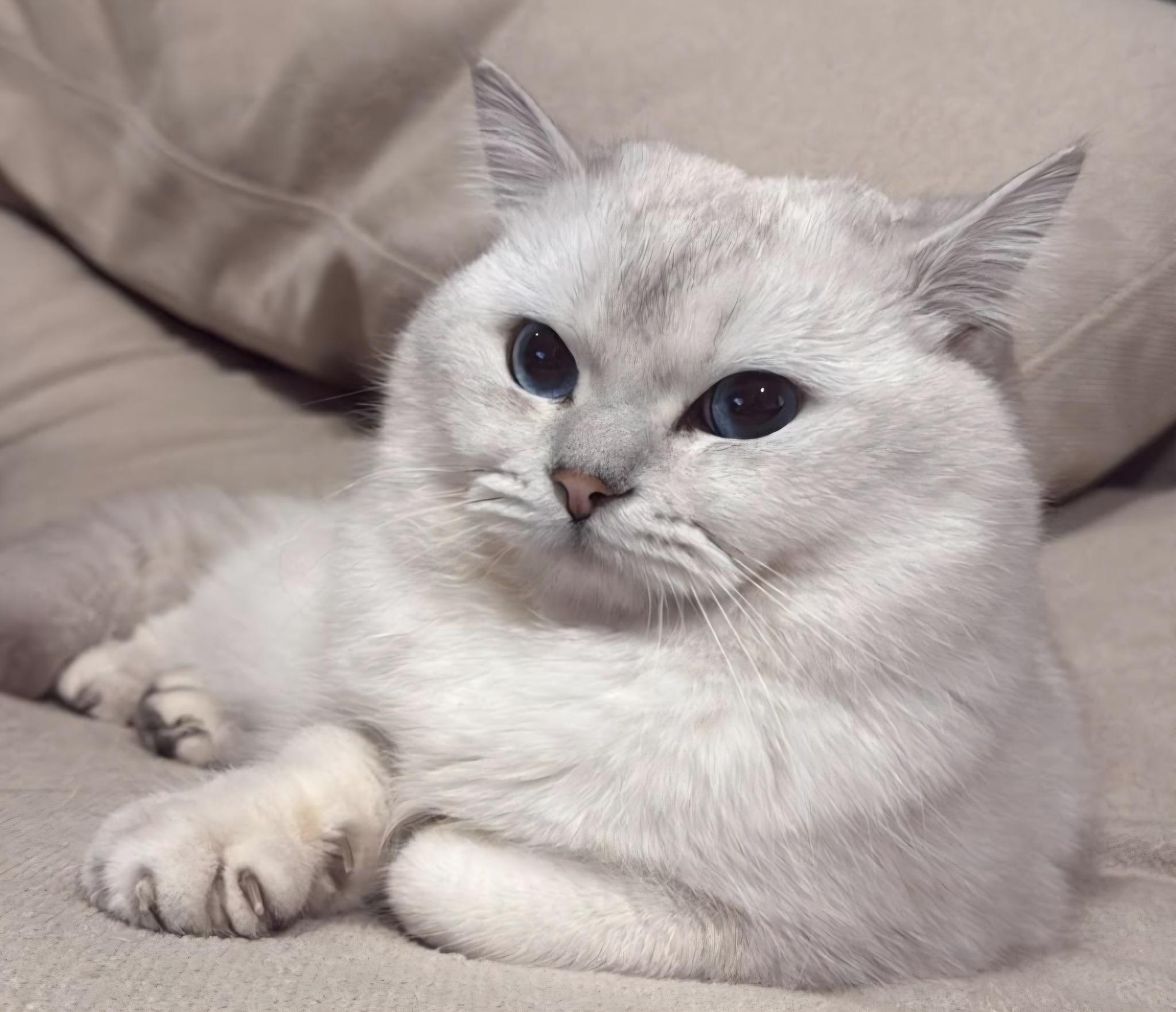 Enlarge Spencer, a Adopted British Shorthair in Snow Hill, MD image 3/3