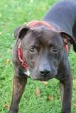 Roda, Adoptable, Young Male Mixed Breed.