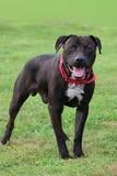Roda, a Adoptable mixed breed in Columbia, TN image 2/4