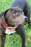 Roda, a Adoptable mixed breed in Columbia, TN image 3/4