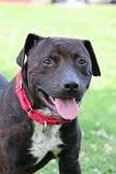 Roda, a Adoptable mixed breed in Columbia, TN image 4/4