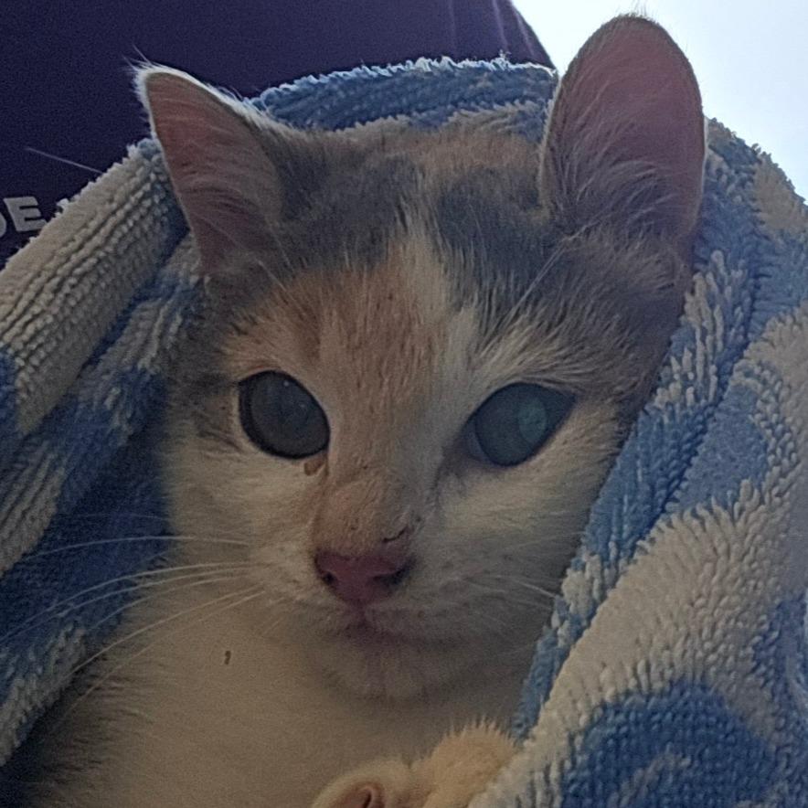 Enlarge Cranberry, a Adoptable mixed breed in Madisonville, TN image 1/3