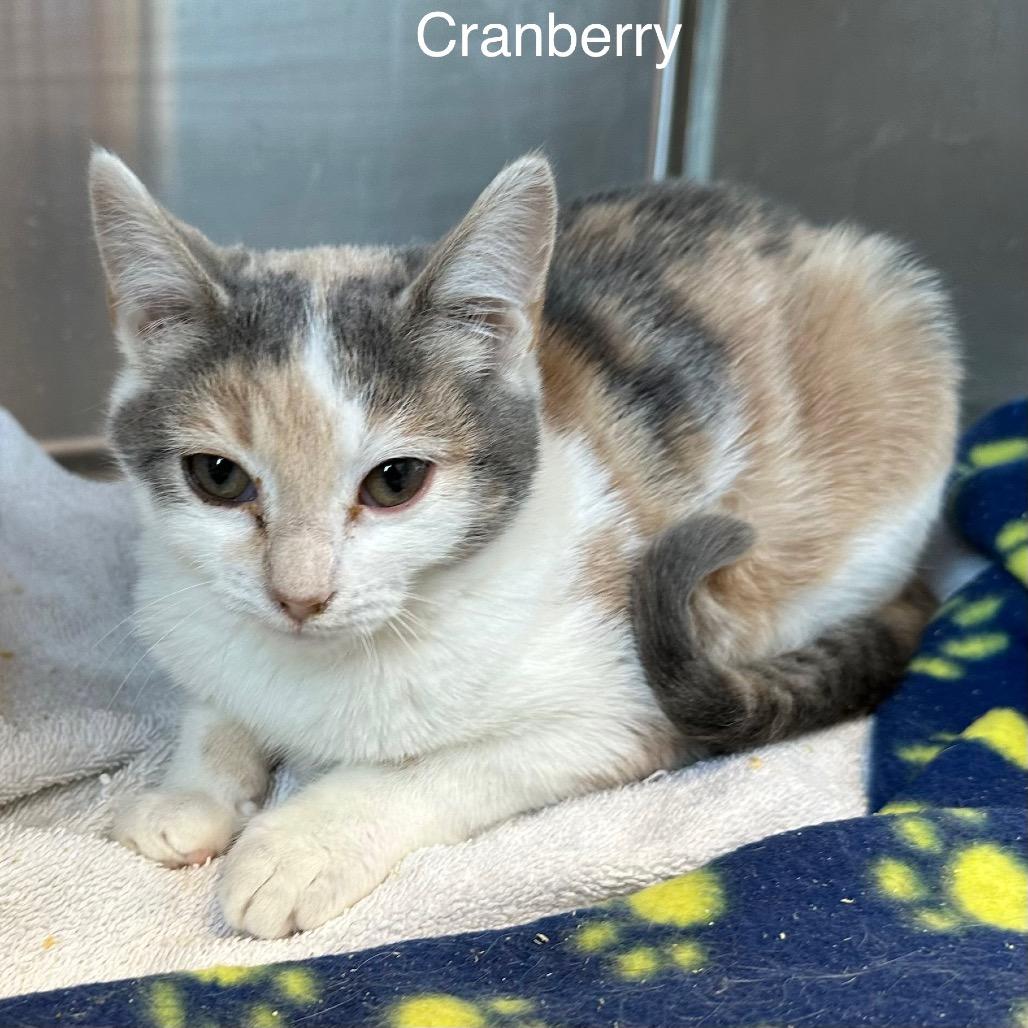 Enlarge Cranberry, a Adoptable mixed breed in Madisonville, TN image 2/3