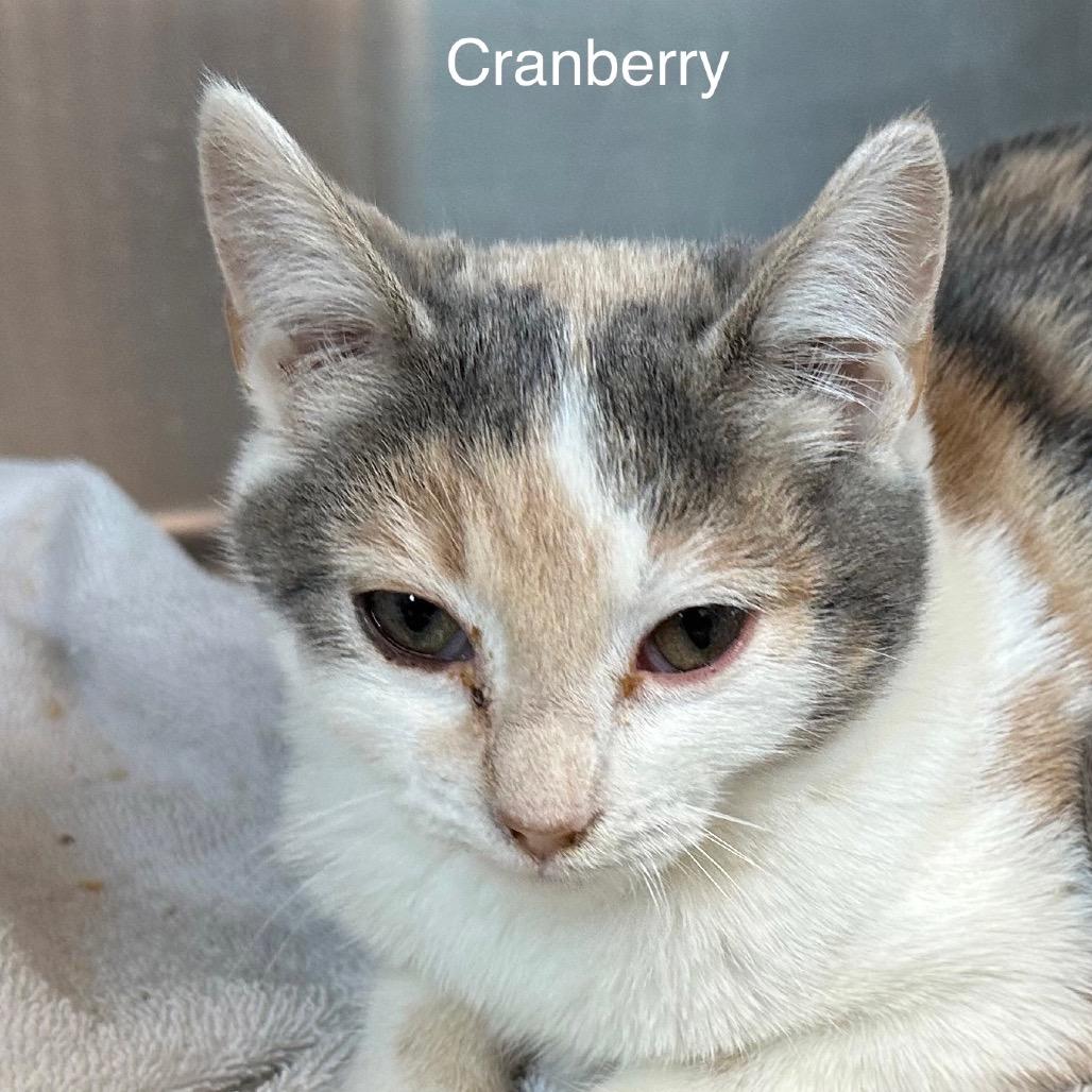 Enlarge Cranberry, a Adoptable mixed breed in Madisonville, TN image 3/3