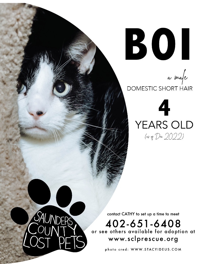 Boi, Adoptable, Adult Male Domestic Short Hair.