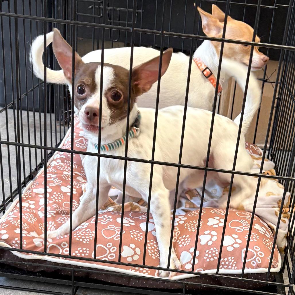 Sonny, Adoptable, Young Male Chihuahua.