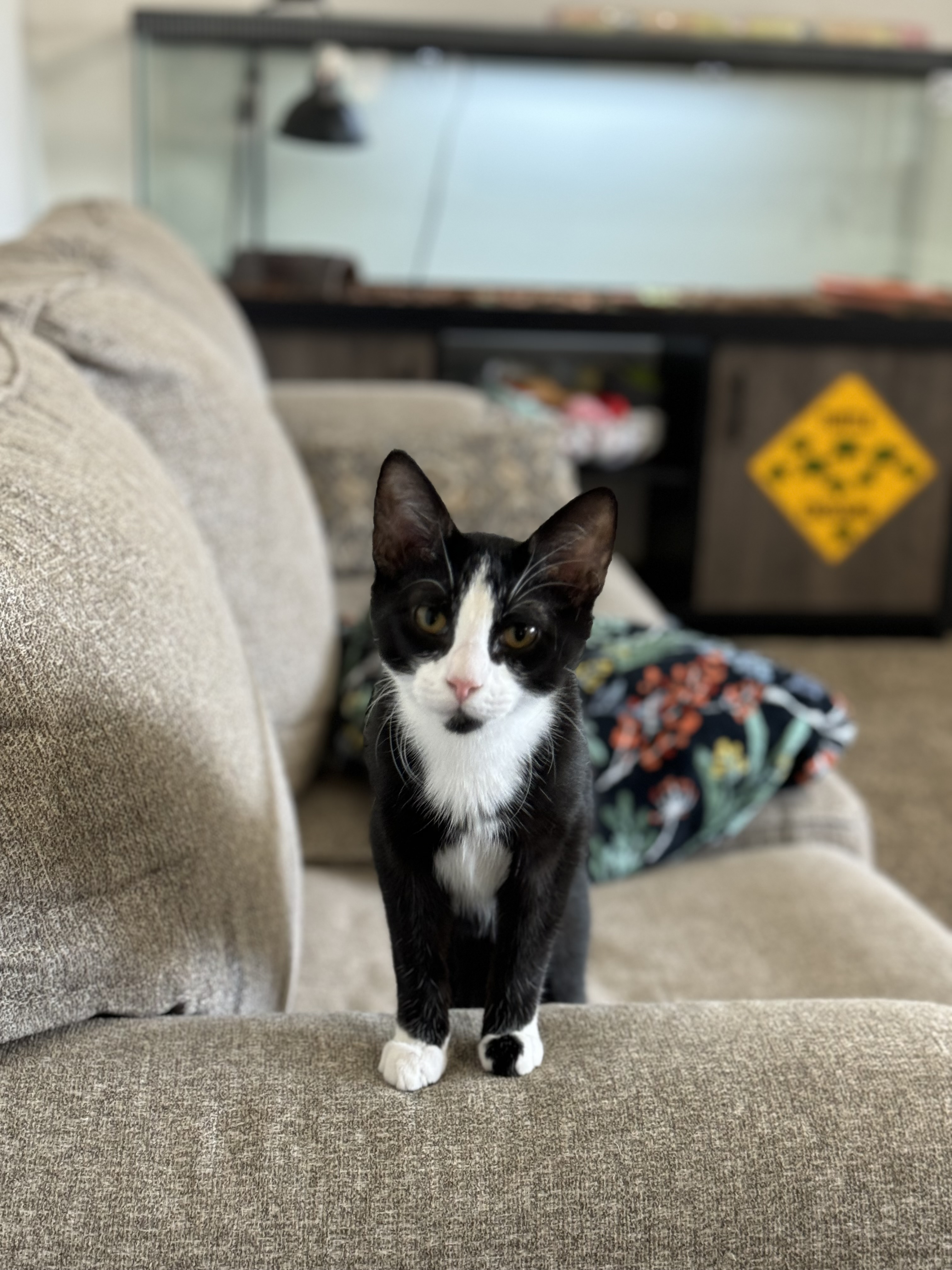 Enlarge S’mores, a Adopted Domestic Short Hair in Crowley, TX image 1/3