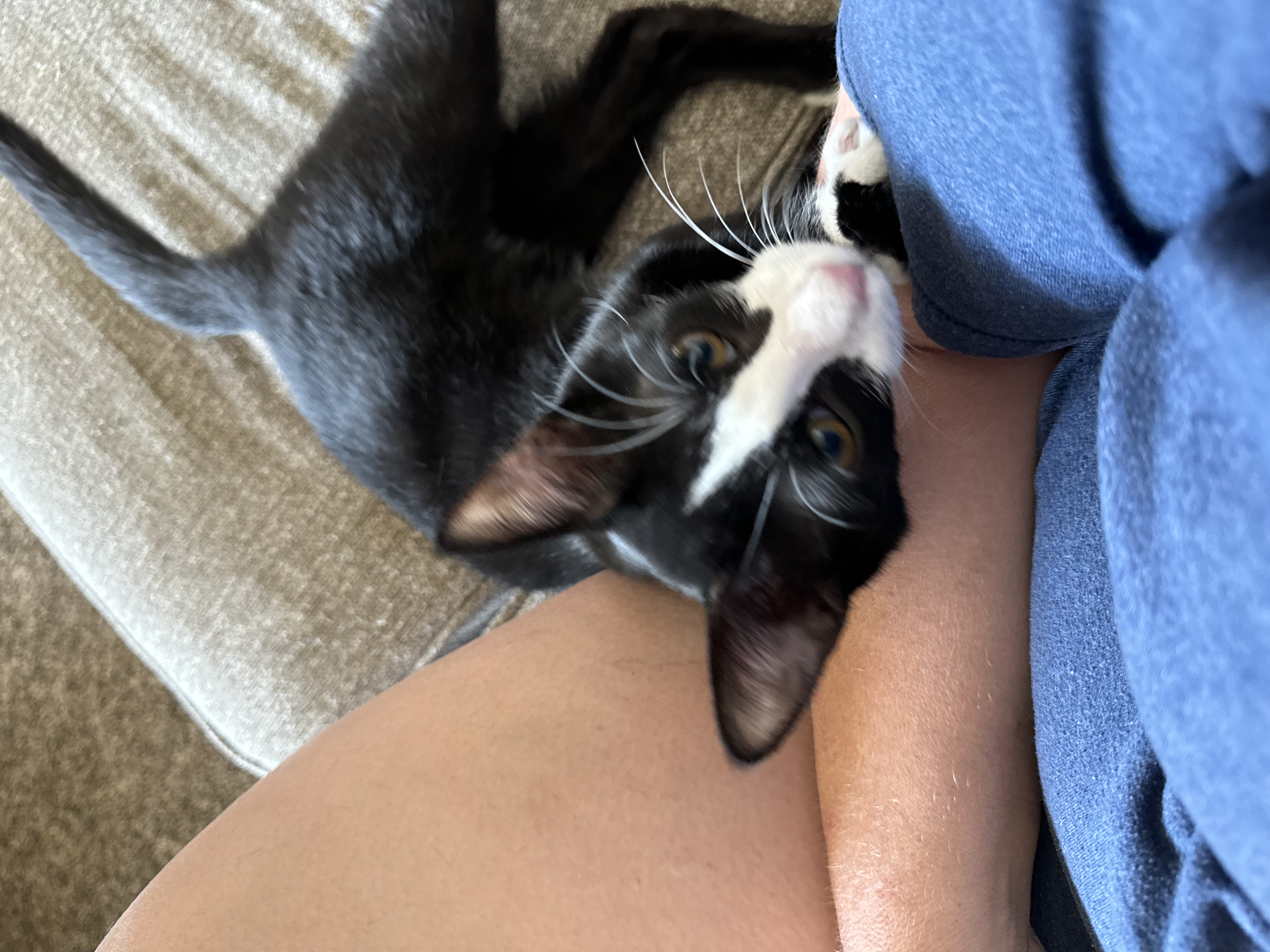 Enlarge S’mores, a Adopted Domestic Short Hair in Crowley, TX image 2/3