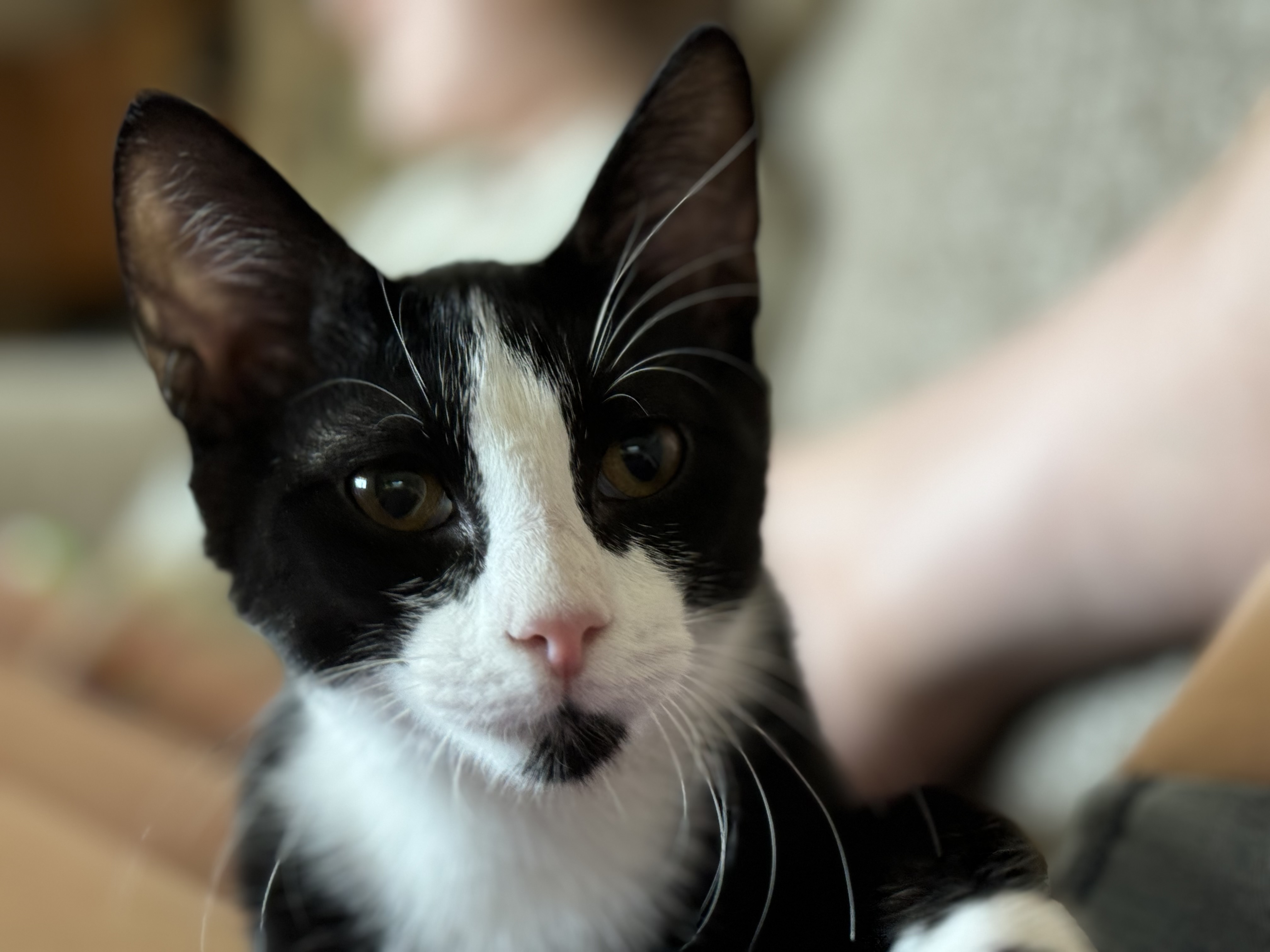 Enlarge S’mores, a Adopted Domestic Short Hair in Crowley, TX image 3/3