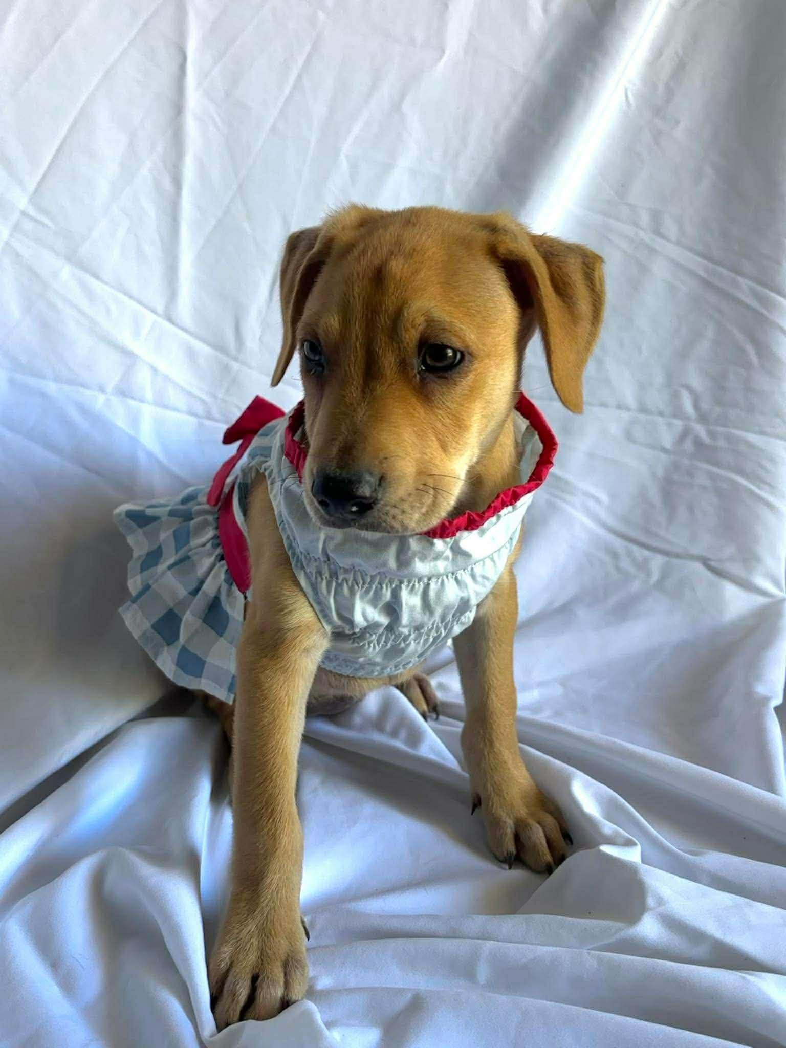 Enlarge Johanna , a ADOPTABLE mixed breed in New York, NY image 2/3