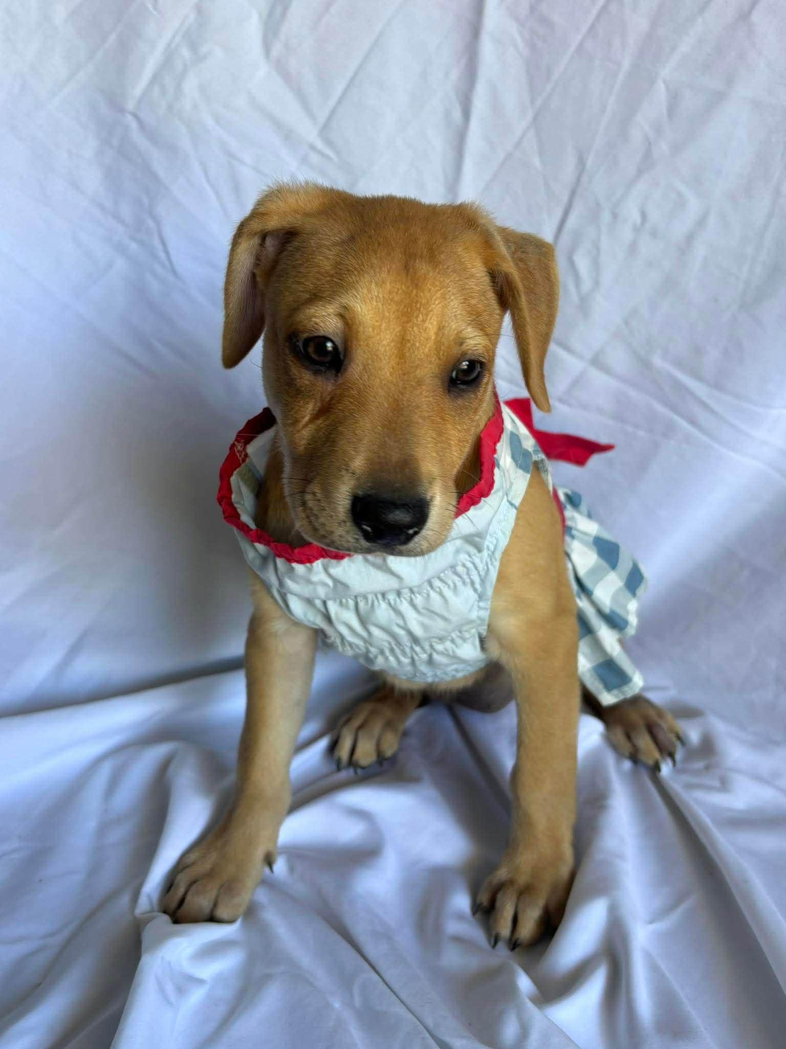 Enlarge Johanna , a ADOPTABLE mixed breed in New York, NY image 3/3