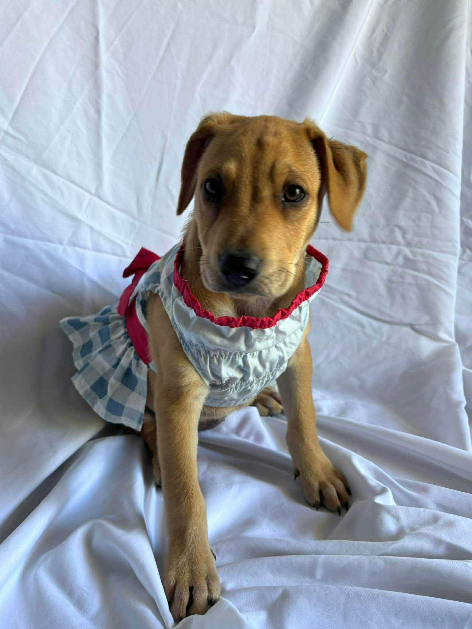 Enlarge Johanna , a ADOPTABLE mixed breed in New York, NY image 1/3