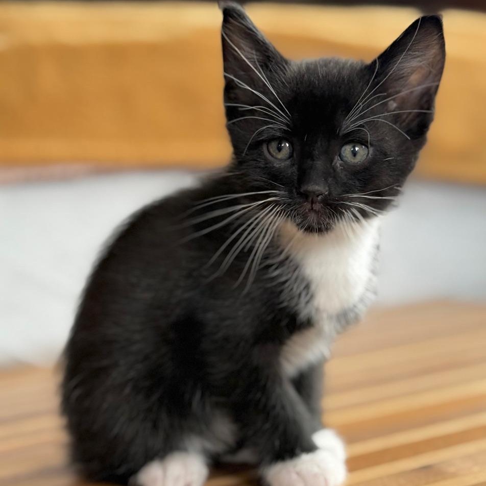 Enlarge Lenny, an adoptable Domestic Short Hair in Minneapolis, MN image 1/3
