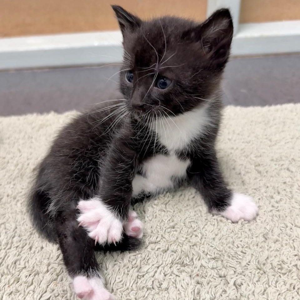 Enlarge Lenny, an adoptable Domestic Short Hair in Minneapolis, MN image 2/3