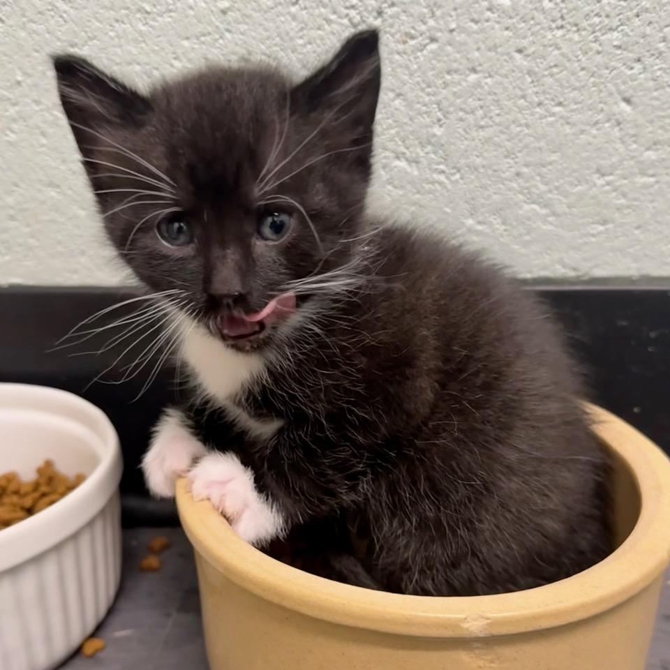 Enlarge Lenny, an adoptable Domestic Short Hair in Minneapolis, MN image 3/3