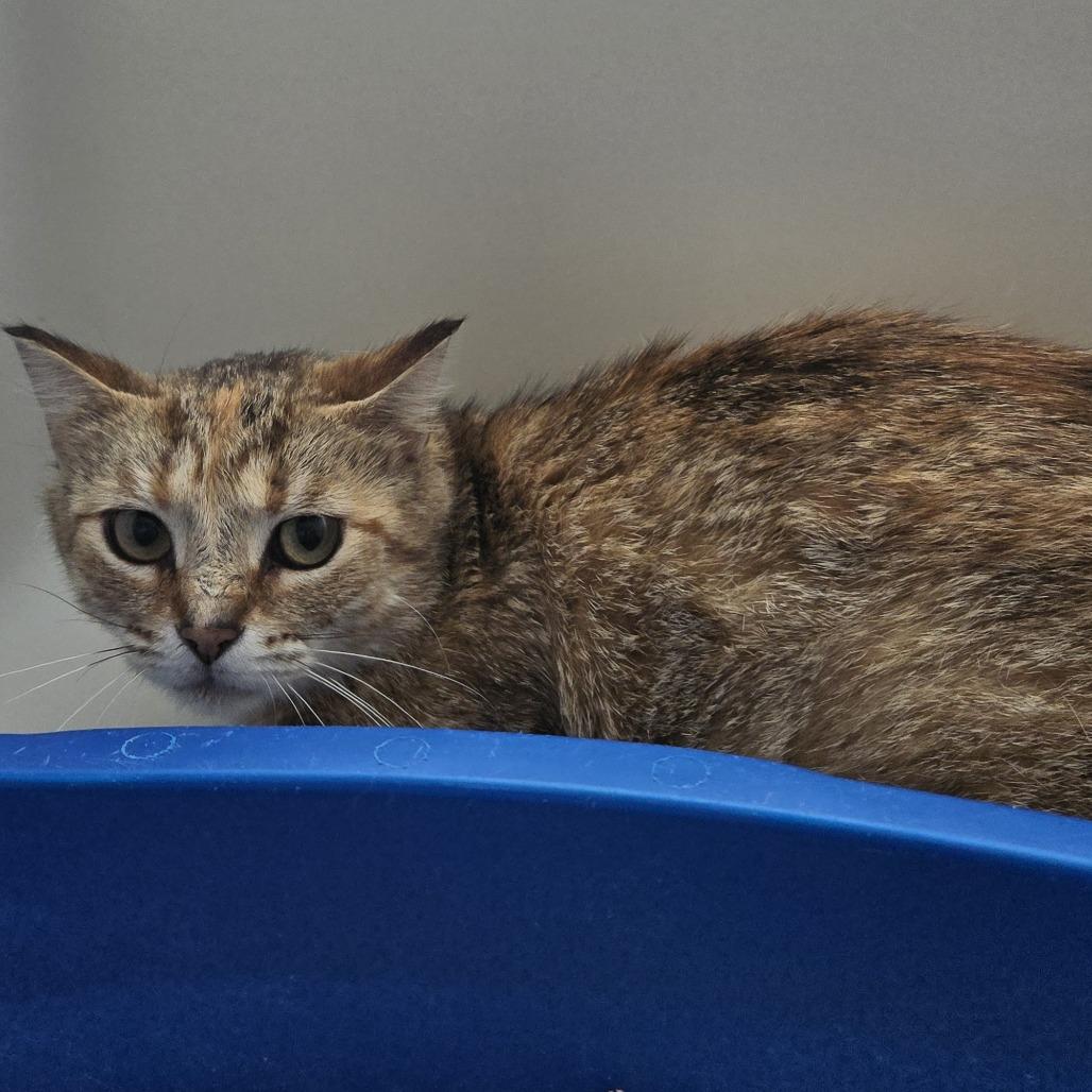 Montana 26-186, Adoptable, Adult Female Domestic Short Hair.