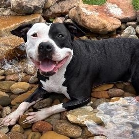 Chicka Dee, a ADOPTABLE mixed breed in The Colony, TX image 3/5