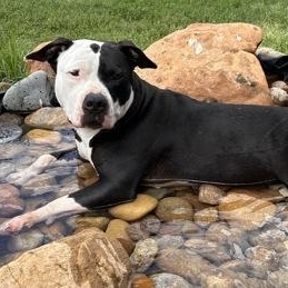 Chicka Dee, a ADOPTABLE mixed breed in The Colony, TX image 5/5