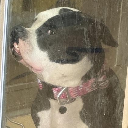 Chicka Dee, a ADOPTABLE mixed breed in The Colony, TX image 2/5