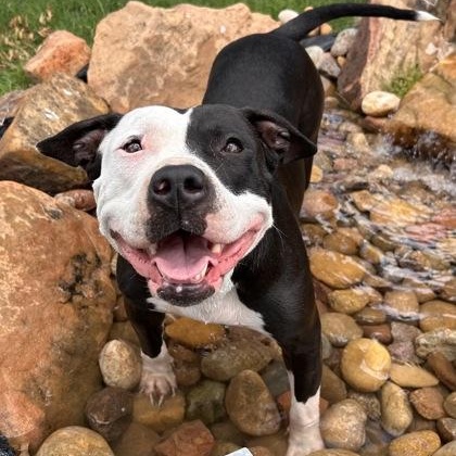 Chicka Dee, a ADOPTABLE mixed breed in The Colony, TX image 1/5