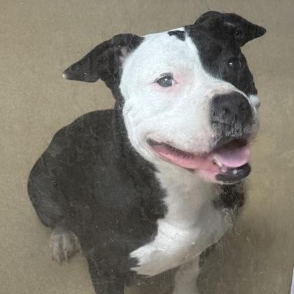 Chicka Dee, a ADOPTABLE mixed breed in The Colony, TX image 4/5