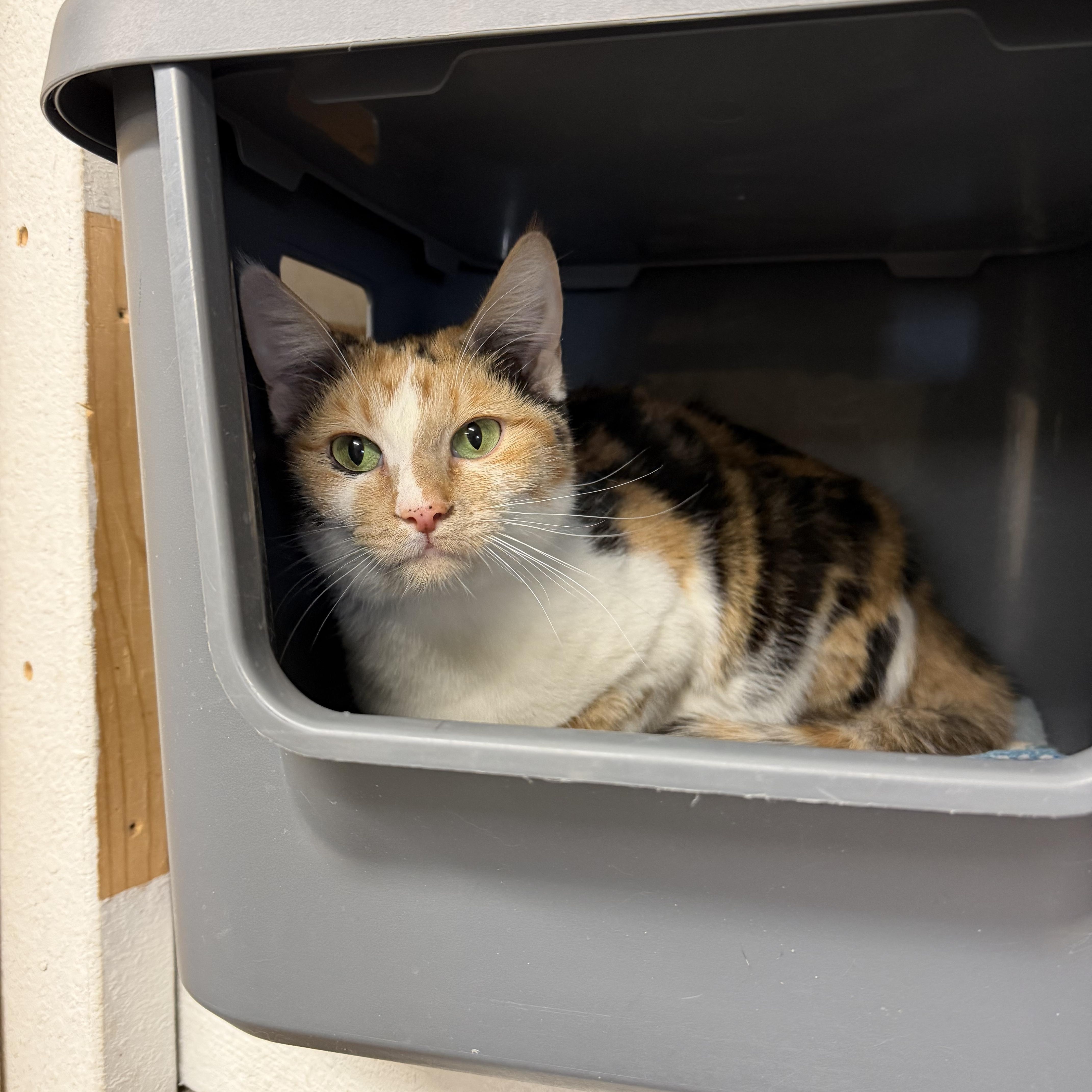 Enlarge Pip, a ADOPTABLE Calico in Mauston, WI image 1/1