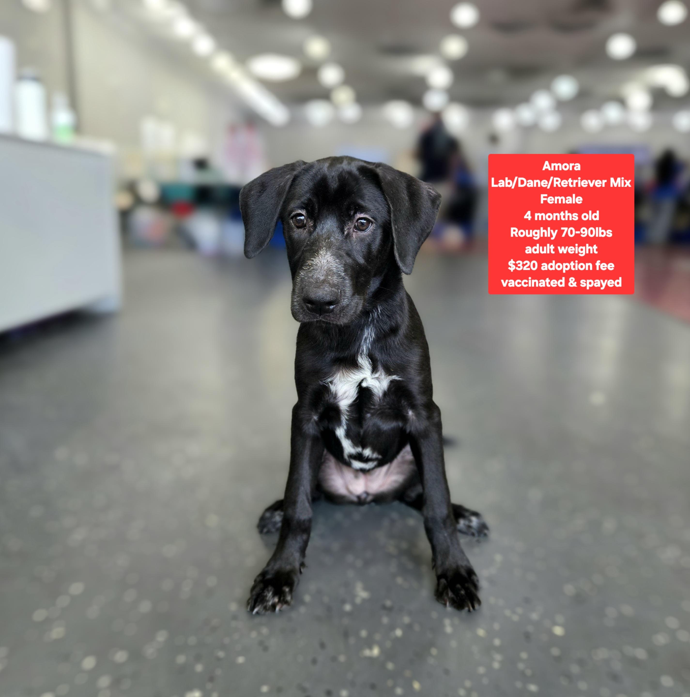 Enlarge Amora, a ADOPTABLE mixed breed in Oviedo, FL image 1/1