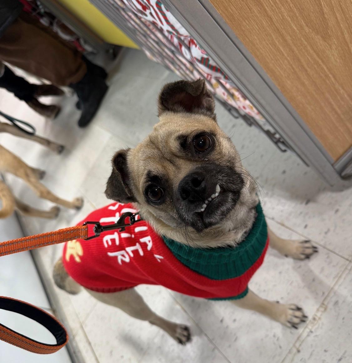 Sam Wainwright, adoptable, Adult Male Pug & Terrier.
