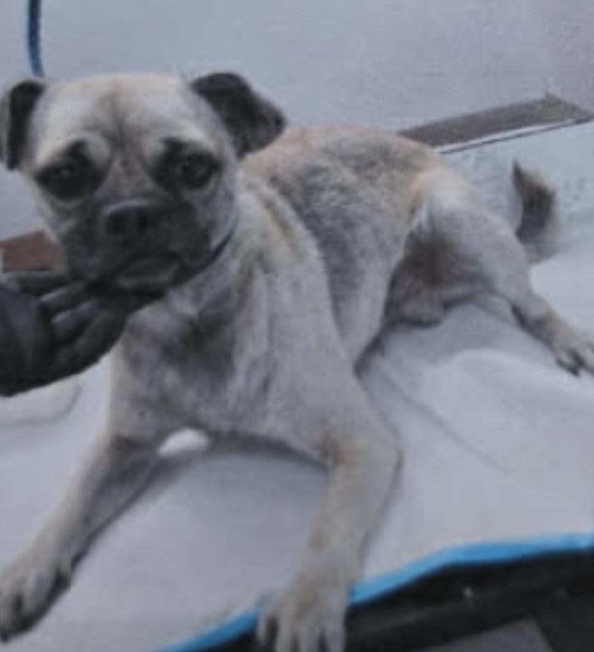 Sam Wainwright, ADOPTABLE, Adult Male Pug & Terrier.