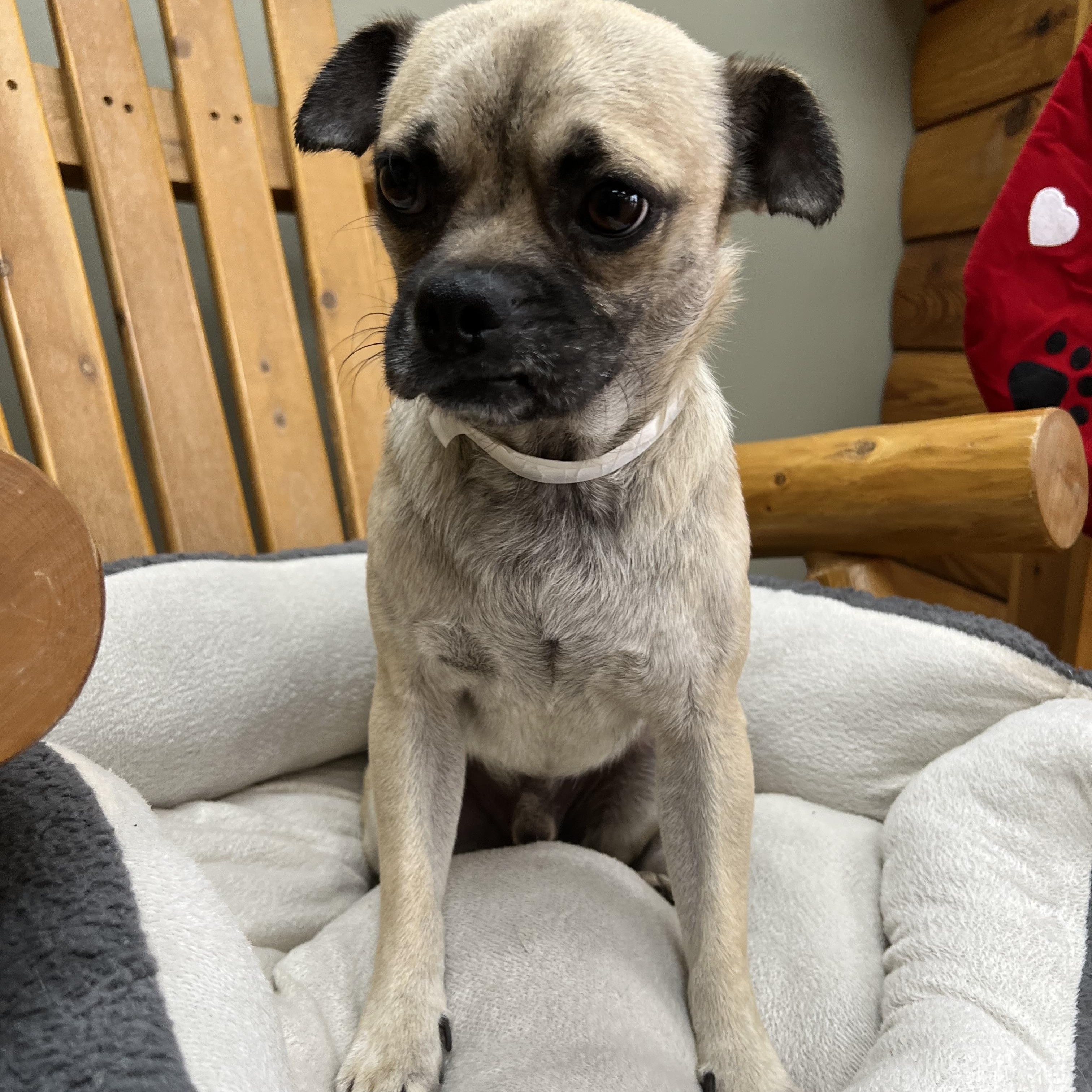 Sam Wainwright, an adoptable mixed breed in Armada, MI image 3/6