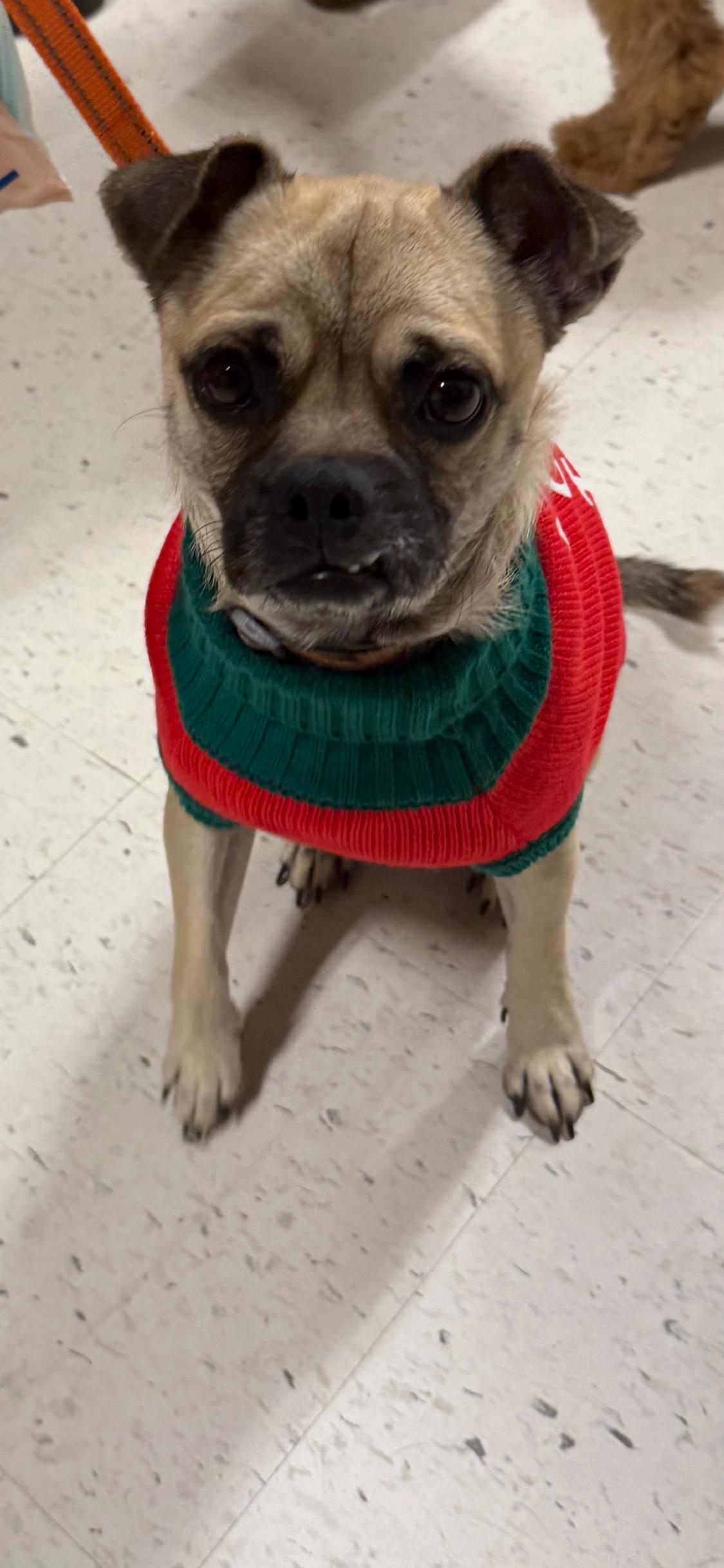 Sam Wainwright, an adoptable mixed breed in Armada, MI image 4/6