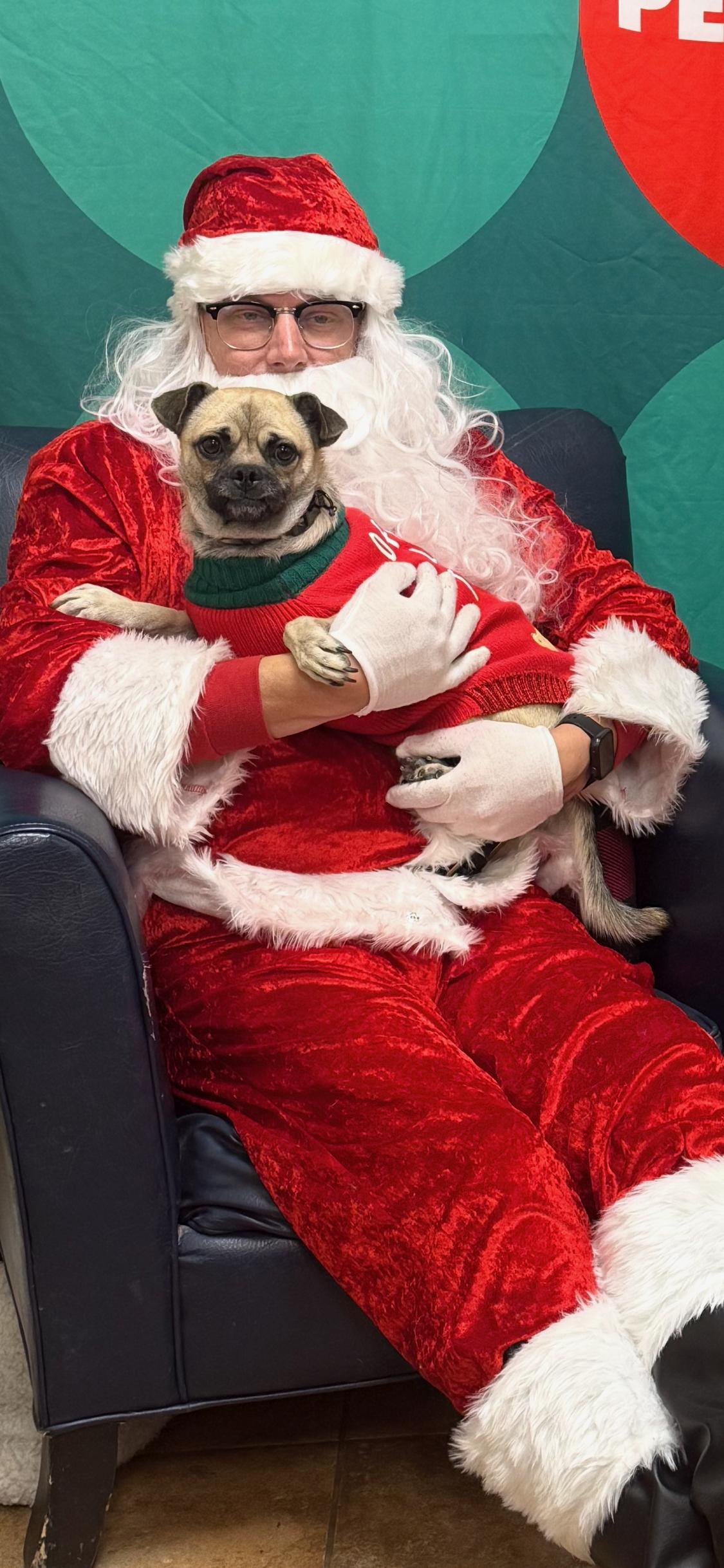 Sam Wainwright, an adoptable mixed breed in Armada, MI image 5/6