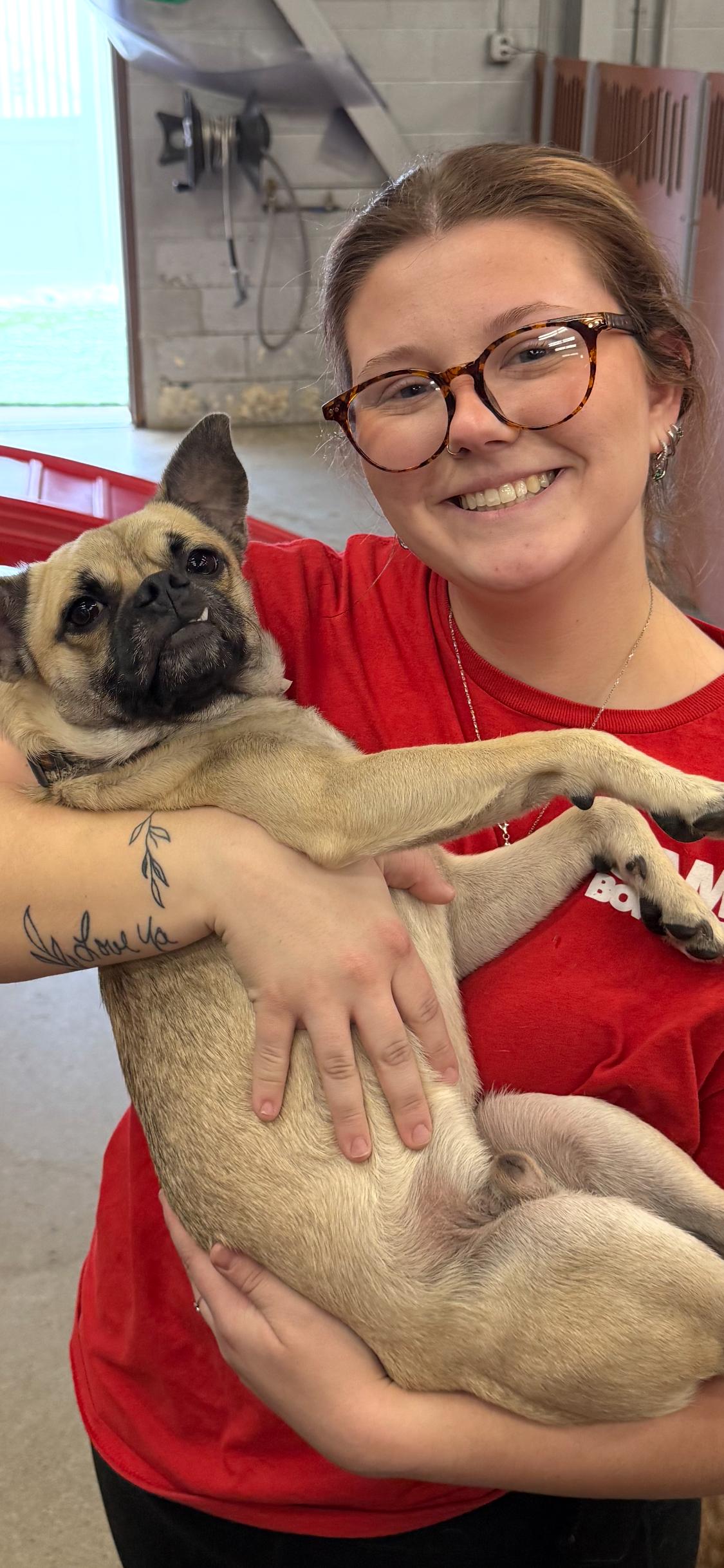 Sam Wainwright, adoptable, Adult Male Pug & Terrier.