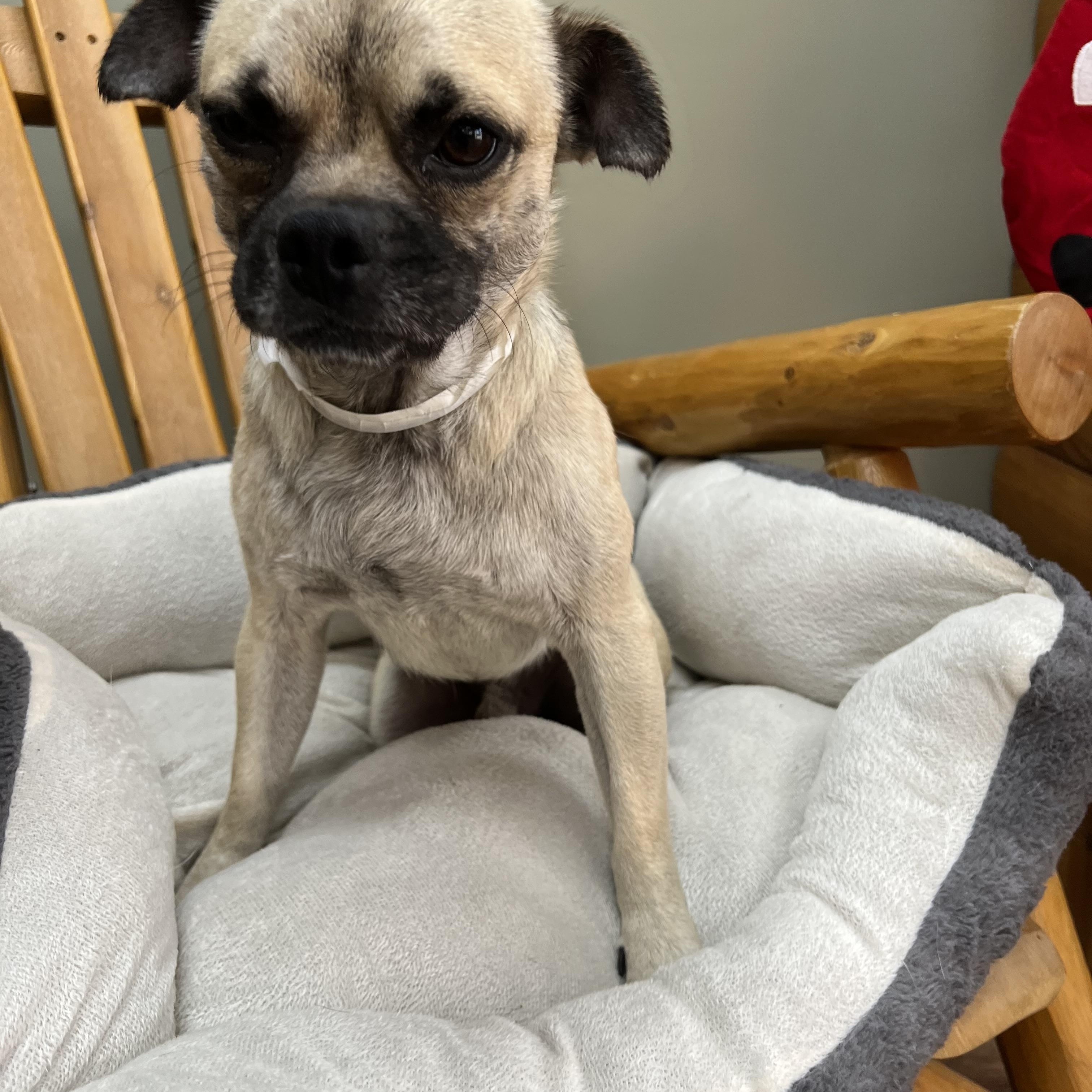 Sam Wainwright, an adoptable mixed breed in Armada, MI image 6/6