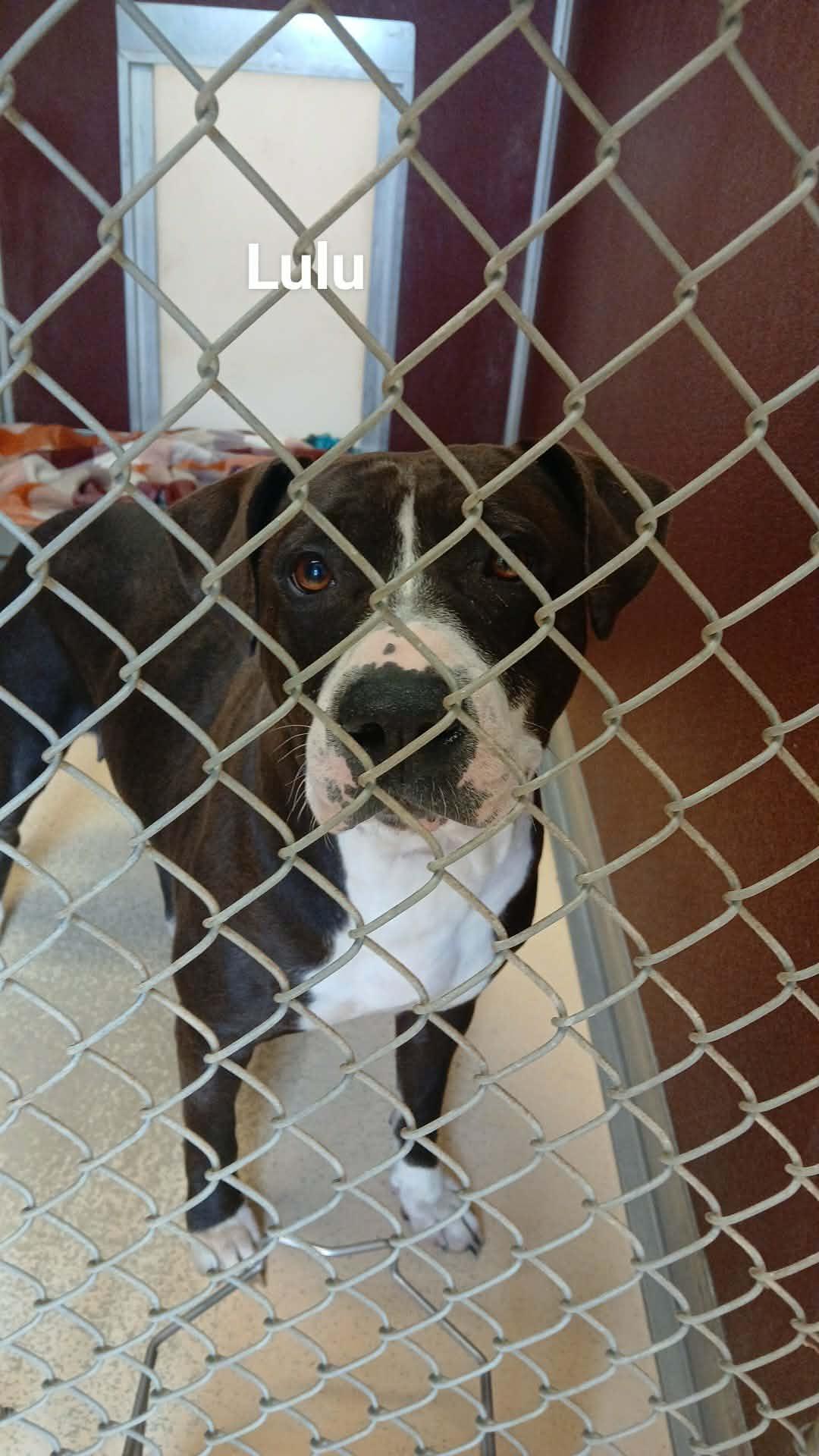 lulu, Adoptable, Adult Female Pit Bull Terrier.