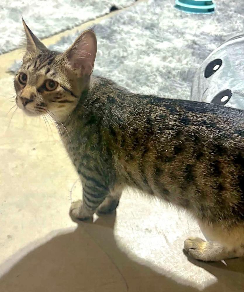 Gojo, Adoptable, Kitten Male Tabby & Domestic Short Hair.