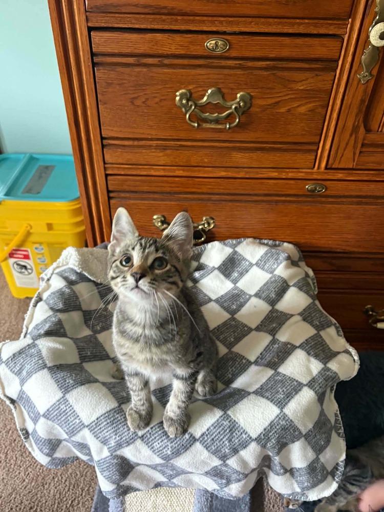 Gojo, Adoptable, Kitten Male Tabby & Domestic Short Hair.
