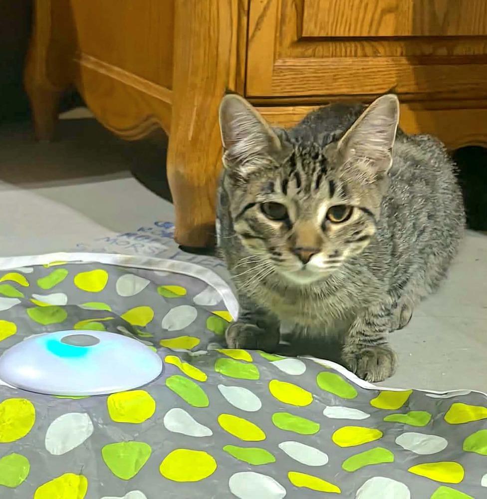 Enlarge Gojo, a Adoptable mixed breed in Plymouth, MN image 2/6