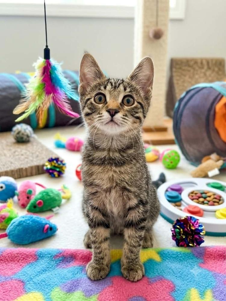Gojo, a Adoptable mixed breed in Plymouth, MN image 3/6