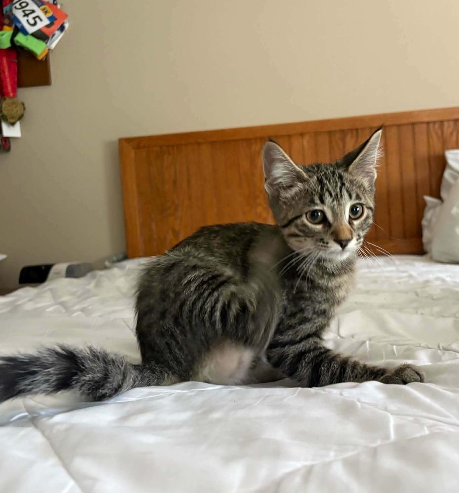 Gojo, a Adoptable mixed breed in Plymouth, MN image 4/6