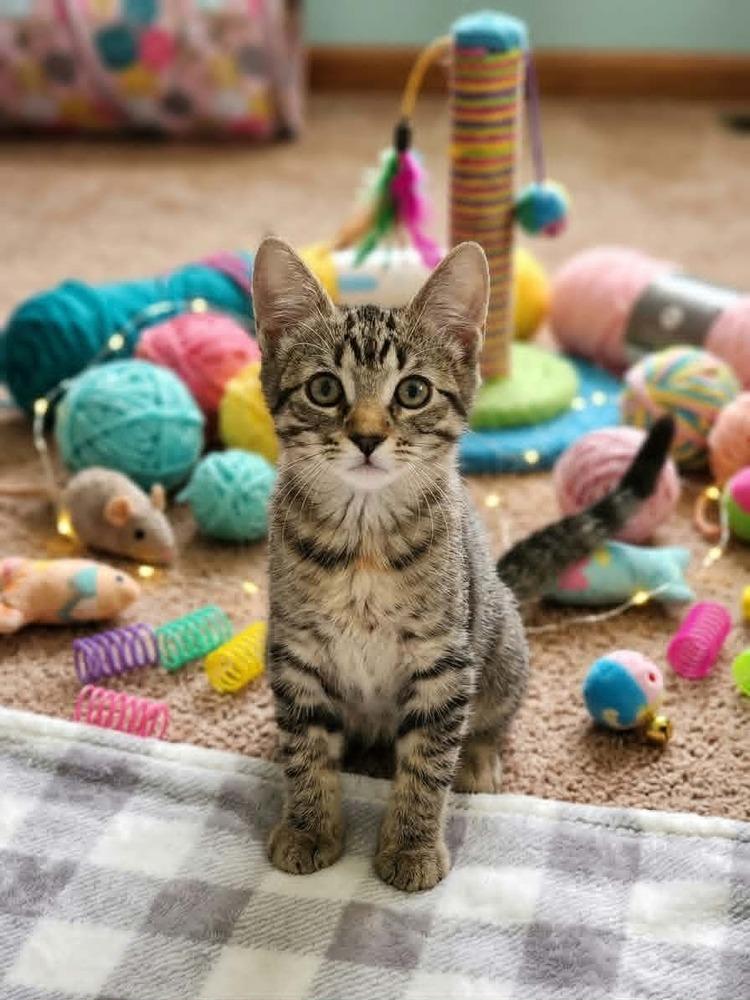 Gojo, a Adoptable mixed breed in Plymouth, MN image 5/6