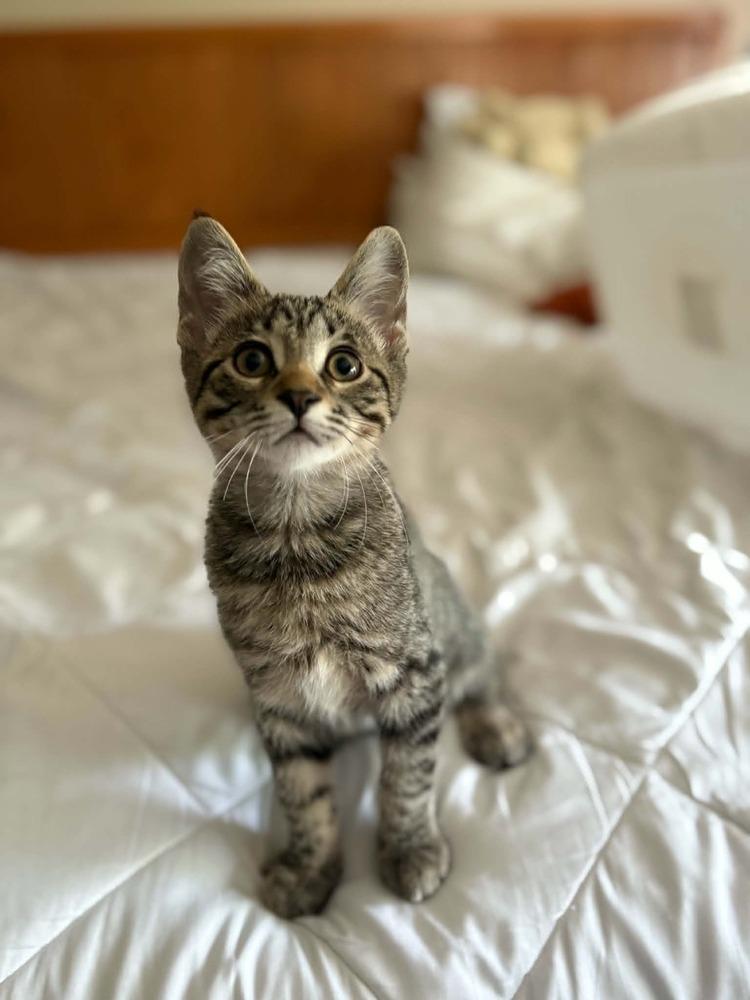Gojo, a Adoptable mixed breed in Plymouth, MN image 6/6
