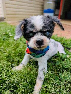 Marley {COMING SOON}, Adopted, Senior Male Shih Tzu & Lhasa Apso.