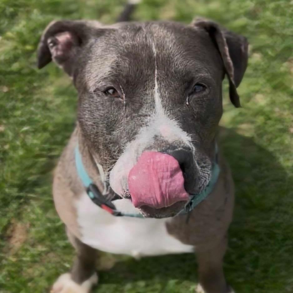 Joe, Adoptable, Adult Male Great Dane.