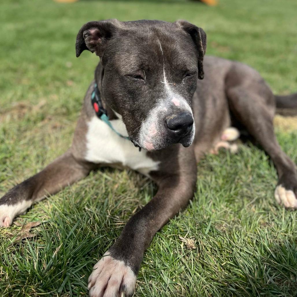 Enlarge Joe, a Adoptable mixed breed in Marysville, OH image 2/6