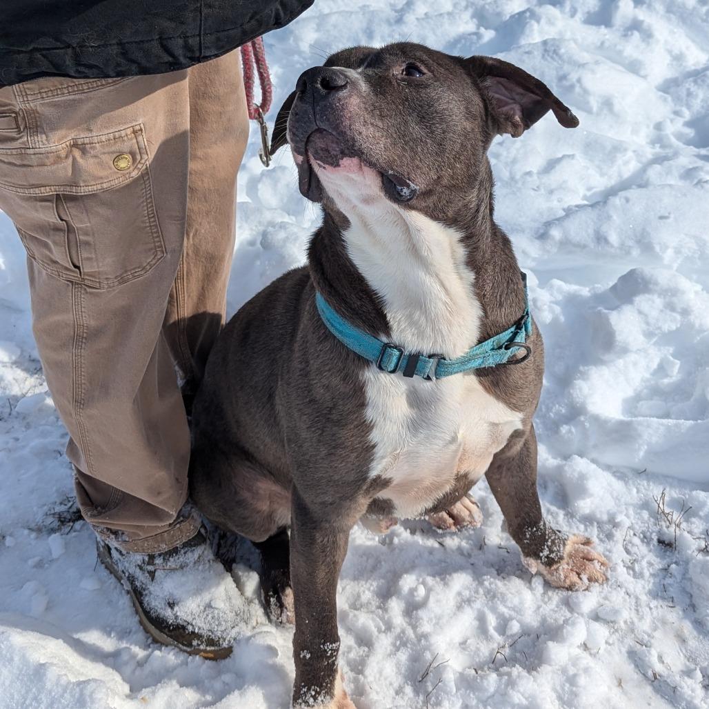 Enlarge Joe, a Adoptable mixed breed in Marysville, OH image 3/6